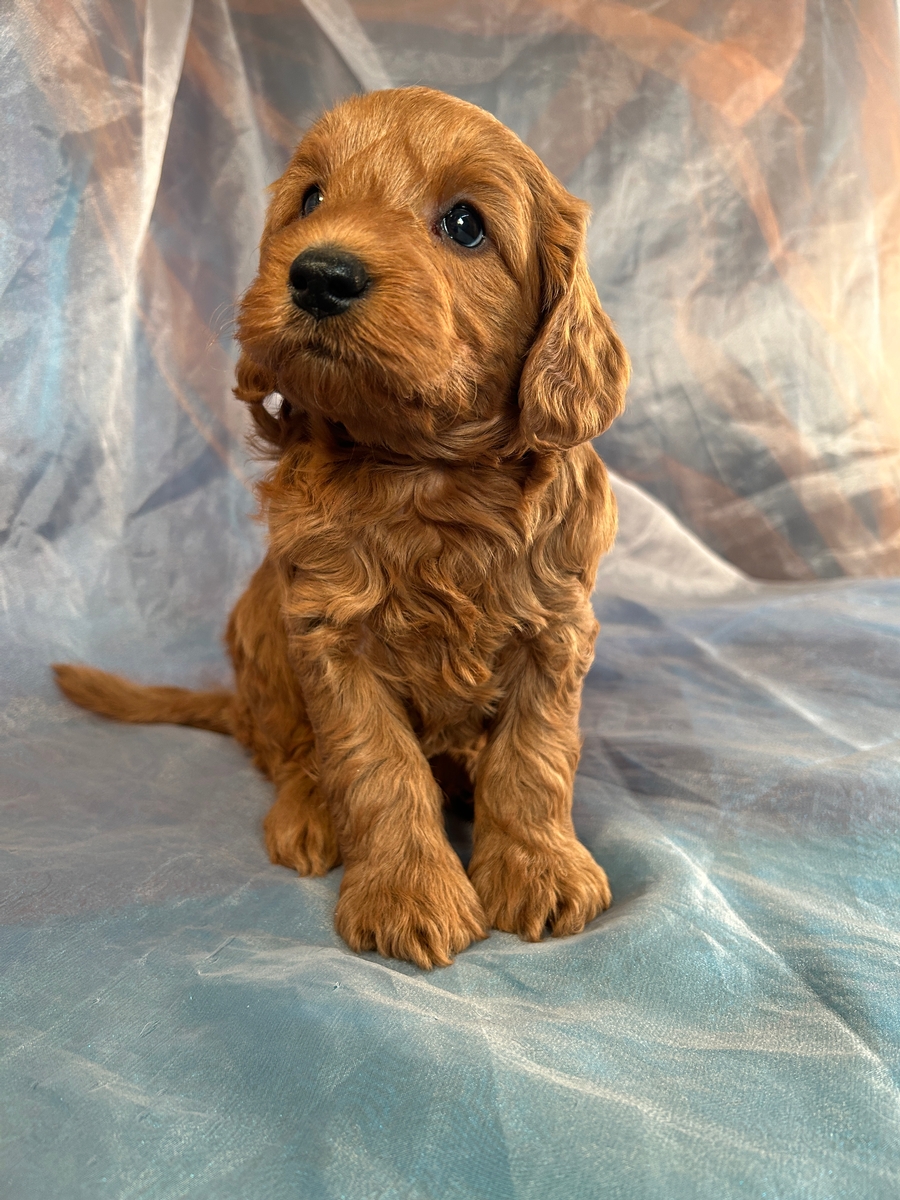 Male F1b Miniature Goldendoodle Pup DOB 1-9-2024 $1200